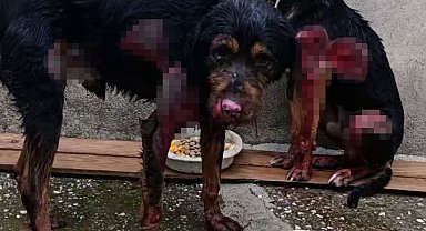 Araç arkasında sürüklenen 2 köpek, aylar sürecek tedaviye alındı