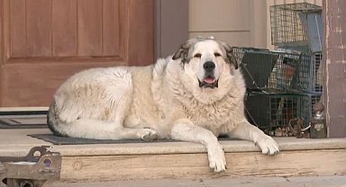 Arizona'da kaybolan 2 yaşındaki çocuk, köpeğin rehberliğiyle bulundu