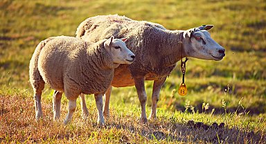 Avusturya, şap salgını nedeniyle Macaristan ve Slovakya sınır geçişlerini kapatacak