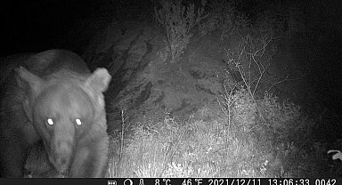 Ayıların ormanda kovanlara zarar verip balları yediği anlar fotokapanla görüntülendi