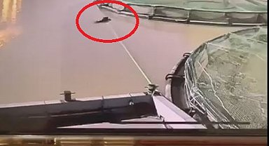 Ayının su ürünleri tesisindeki balıkları yiyip uzaklaştığı anlar kamerada