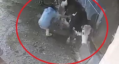 Bakımını yaptığı inek, besiciyi tekmeledi; o anlar kamerada