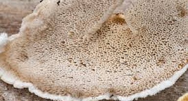 Bilim insanları en acı maddeyi buldu