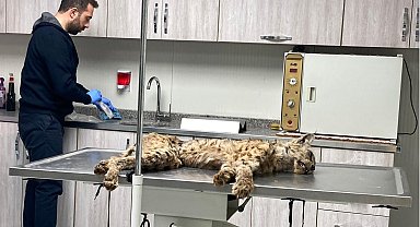 Bitlis'te bitkin halde bulunan vaşak, tedavi için Van'a gönderildi