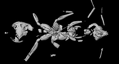 Brezilya'da bilinen 'en eski karınca fosili' keşfedildi