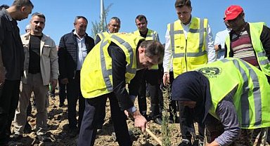 Çanakkale'de 100 bin fidanlık 'bakanlık' hatıra ormanı