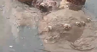 Caretta carettaların çiftleşme döneminde sessizlik uyarısı