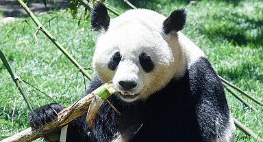 Çin, Avusturya'ya iki dev panda gönderdi