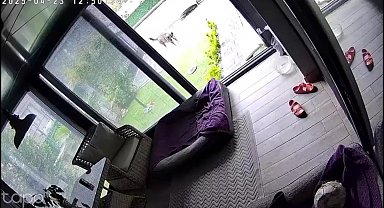 Deprem anında köpeklerin kaçışması kamerada