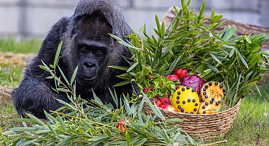 Dünyanın en yaşlı gorili 68'inci yaş gününü kutladı