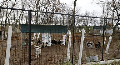 Edirne'de sokak hayvanları için 72 dönümlük 'doğal yaşam alanı' oluşturuluyor