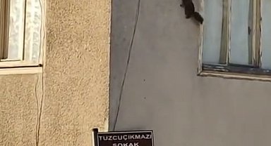 Evin duvarında gezinen sincaplar görüntülendi