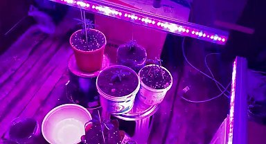 Evine özel sistem kurup kenevir yetiştiren şüpheliye gözaltı