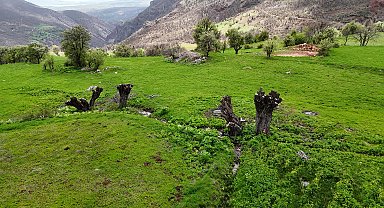 Geçen sene köklerinden kestikleri ceviz ağaçlarının bu yıl da filizlerini kopardılar