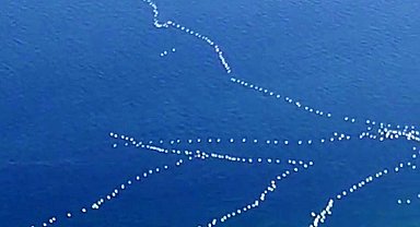 Gökyüzünde süzülen pelikanlar kamerada