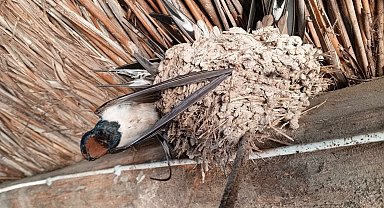 Hava sıcaklıkları düştü, kuşlar donarak öldü