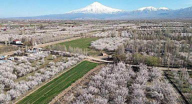 Iğdır Ovası, çiçek açan kayısı ağaçları ile beyaza büründü