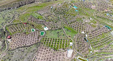 İhraç edilen Ulukale dutunu don vurdu