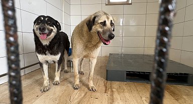 İstanbul - Avcılar'da zehirlendiği iddia edilen 2 köpek kurtarıldı