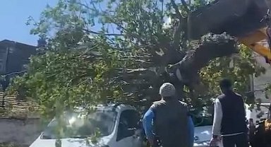 İstanbul - Fatih ve Bakırköy'de fırtınanın etkisiyle ağaçlar otomobillerin üzerine devrildi