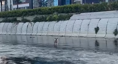 İstanbul - Kağıthane'de derede mahsur kalan köpeği itfaiye kurtardı