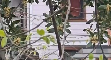 İstanbul - Sarıyer'de rüzgarın devirdiği mum yangına sebep oldu