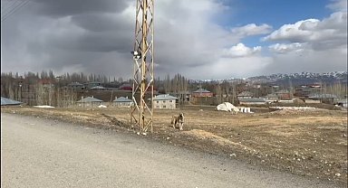 Kaçtığı köpek gitmeyince elektrik direğinde mahsur kaldı