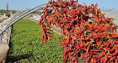 Karaağaç acı biberi üreticisi, fidesini de kendisi yetiştirip maliyeti azalttı