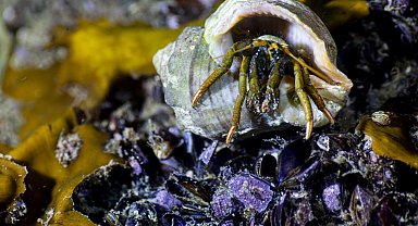 Karadeniz'in su altı güzellikleri gün yüzüne çıkacak
