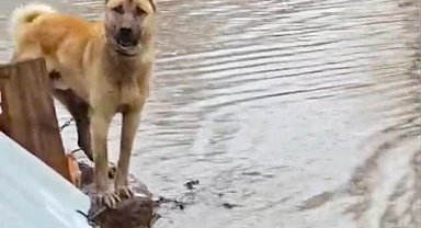 Kars'ta sağanak sele neden oldu