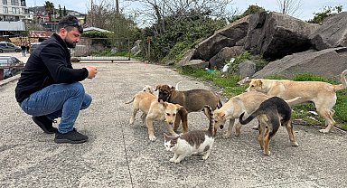 Kedi ve köpekler birlikte karnını doyuruyor