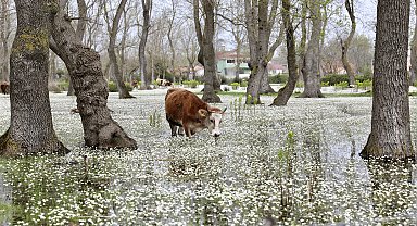 Kızılırmak Deltası, su papatyaları ile süslendi