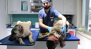 Kulakları kesilmiş halde bulunan 3 köpeğe şefkat eli