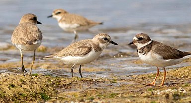 Kuş gözlem kampında iki sürpriz