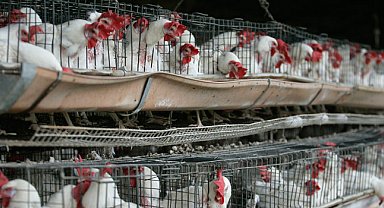 Meksika'da ilk kez bir insanda 'H5N1' türü kuş gribine rastlandı