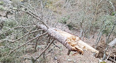 Mudurnu'nun yükseklerinde kar yükünü taşıyamayan binlerce ağaç devrildi