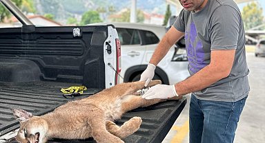 Muğla'da araç çarpan karakulak öldü