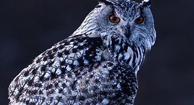 Nadir görülen puhu, Sivas'ta fotoğraflandı