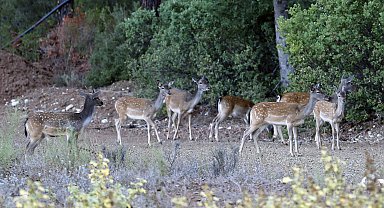 Nesli tehlikedeki 312 yaban hayvanı yetiştirildi
