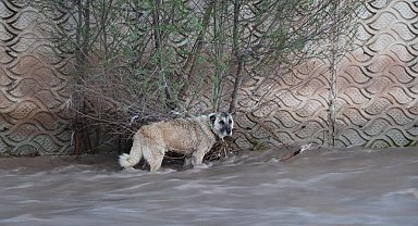 Oltu Çayı'nda sürüklenen köpek, 4 saatte kurtarıldı