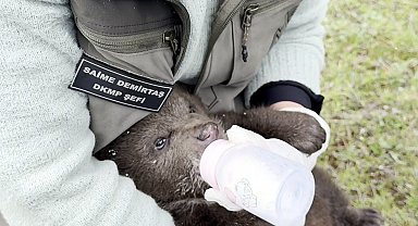 Ormanda bulunan yavru ayı 'Bulut'a özel bakım
