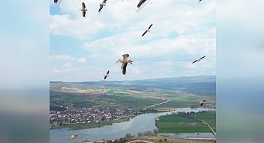 Pelikan sürüsü Boğazköy Barajı'nda mola verdi