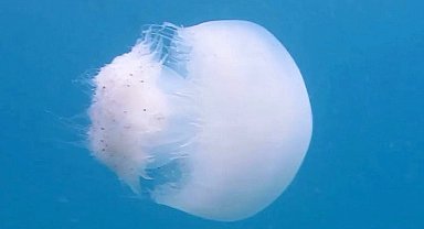 Profesörden 'denizanası' uyarısı