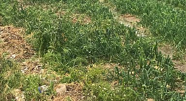 Sağanak ve dolu yağışı, ekili alanlara zarar verdi