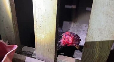 Sakarya'da horoz dövüştürüp bahis oynayan 32 kişiye 416 bin TL ceza