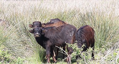 Samsun'a Kandıra'dan 36 'comba' getirildi