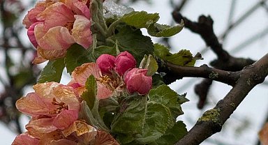 Samsun'da 'zirai don' etkisi; fındıkta zarar, 3 ürün de tehlikede