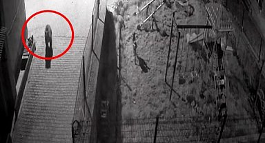 Sokak köpekleri, konteynerde yiyecek arayan ayıyı kovaladı