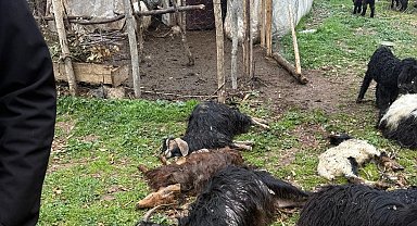 Sokak köpekleri saldırdı; 18 keçi öldü