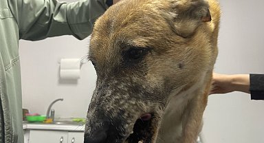 Tatarcık sineğinin ısırdığı 'Murphy' 7 yıldır tedavi görüyor